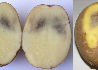 Perché le patate diventano nere all'interno durante la conservazione