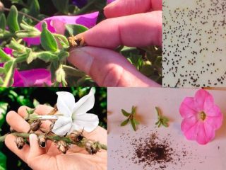 Cómo recolectar semillas de terry petunia