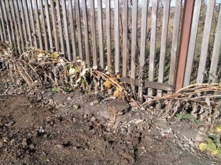 Przygotowanie malin na zimę jesienią