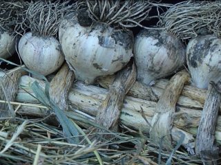 Almacenamiento de ajo de invierno