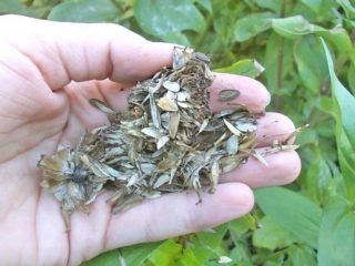Comment récolter les graines de zinnia à la maison