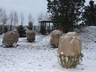 Kanlungan ng mga rosas sa Ural