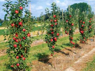 Hoe een zuilvormige appelboom in de herfst te snoeien