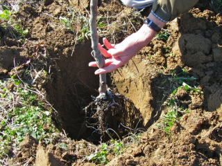 Hoe een appelboom te planten in de herfst in Siberië