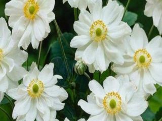Anemone hybrid: pagtatanim at pangangalaga