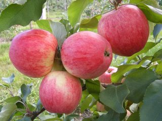 Caramelo de manzano: descripción de la variedad, fotos, reseñas, plantación