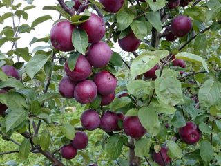 Variedad de manzana Spartan: foto y descripción de la variedad.