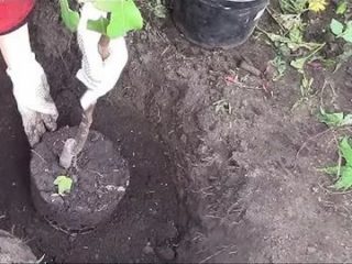 Hoe in de herfst een zuilvormige appelboom te planten