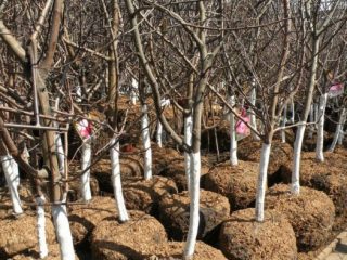 Appelbomen planten in de herfst in de regio Leningrad