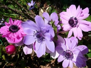 Anemone aprūpe rudenī
