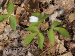 Anemones ziedi: stādīšana un kopšana + foto