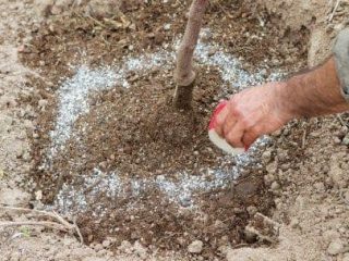 Cómo alimentar a un manzano en otoño para que dé fruto.