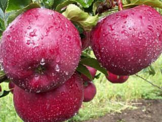 Variedad de manzana Lobo: foto y descripción de la variedad.