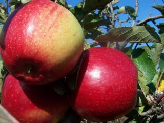Variedad de manzana Ligol: foto y descripción de la variedad.