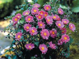 Anemone Prince Henry - stādīšana un aiziešana