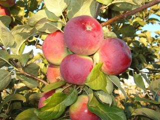 Apple Orlik: descripción de la variedad, plantación y cuidado.