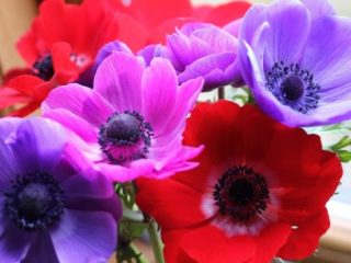 Anemone Crowned: pagtatanim sa taglagas, larawan