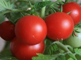 Dom-fafe do tomate: comentários sobre o rendimento das fotos