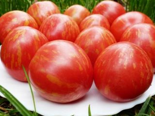 Tomato Cheerful Gnome: comentários, descrição de uma série de variedades