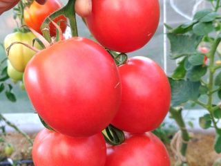 Império do Tomate