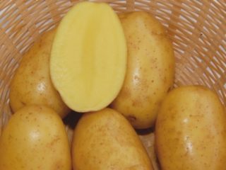 Odroda zemiakov Vega: vlastnosti, recenzie