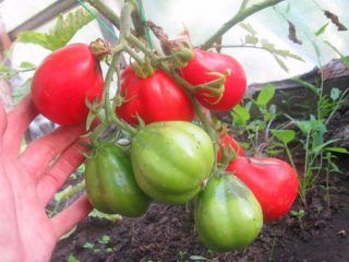 Trufa vermelha de tomate: comentários + fotos
