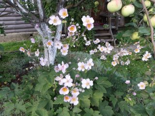 Autumn anemone: paglalarawan ng mga pagkakaiba-iba + larawan