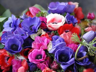 Perennial anemone