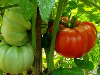 Tomato Demidov: comentários, fotos, rendimento