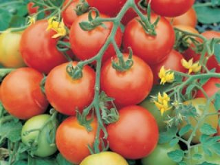 Tomato Tolstoy: vlastnosti a popis odrody