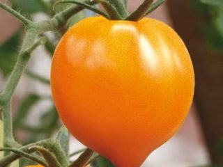 Coração laranja de tomate: comentários, fotos