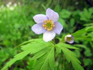 Anemone Dubravnaya: larawan, pagtatanim at pangangalaga