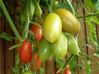 Tomato Niagara: recenzie, fotografie, výnos