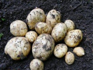Potato Meteor: popis odrody, fotografie, recenzie