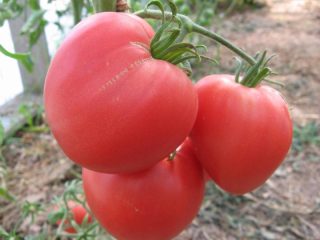 Peso-pesado do tomate da Sibéria: comentários, fotos