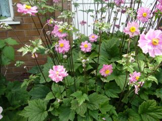 Japanese anemone: pagtatanim at pangangalaga sa bukas na bukid