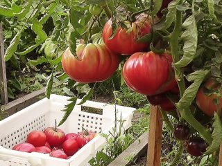 Tomate Pink elefant: caracteristici și descrierea soiului