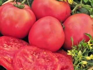Tomate Pink gigant: caracteristici și descrierea soiului