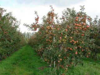 Varietà di mele semi-nane per la regione di Mosca