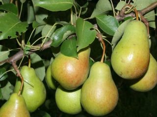 Pera Bergamotto: Mosca, Autunno, Prince Trubetskoy, Late