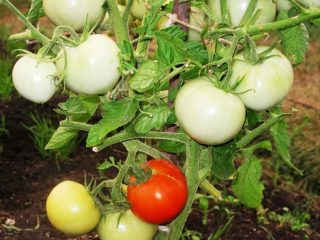 Tomato Snow Leopard: caratteristiche e descrizione della varietà