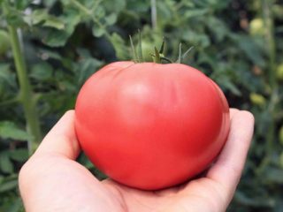 Pomodoro Fatima: descrizione varietà, foto, recensioni