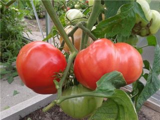 Dimensione russa del pomodoro: recensioni, foto, resa