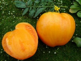 Tomato King of Siberia: recensioni, foto, resa