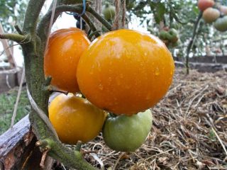 Citronkæmpetomat: foto + anmeldelser