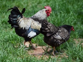 Chickens Barnevelder: descrição, características