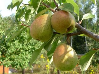Pear Moskvichka: plantare, polenizatori