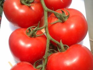 Pomodoro Kostroma F1: recensioni, foto, resa