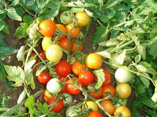 Tomate Pinocchio: recenzii, fotografii