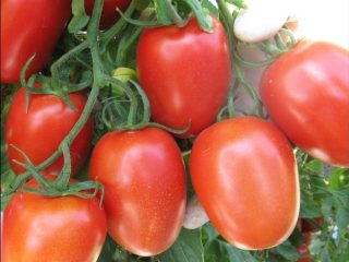 Pomodoro Roma: descrizione varietà, foto, recensioni